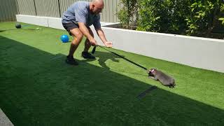 Blue staffy puppy leash training MillieBlueEnglishStaff [upl. by Amandi]