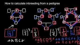 How to calculate inbreeding from a pedigree chart [upl. by Elsi185]