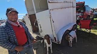 cabras boer y gallos finos plaza ganadera texmelucan puebla méxico [upl. by Llevol]