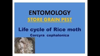 Life cycle of Rice moth corcyra cephalonica [upl. by Sandler]