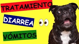 TRATAMIENTO PARA DIARREA Y VOMITO AMARILLO EN PERROS [upl. by Lzeil536]