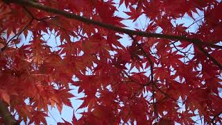 formation 8  red leaves [upl. by Wincer]