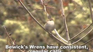 Bewicks Wren [upl. by Aicenat43]