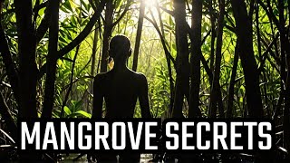 Mangrove Forests EXPOSED Munroe Island Secrets You Never Knew [upl. by Bodnar]