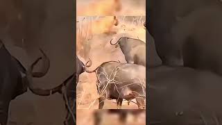 Lioness vs 10 Cape Buffalos shorts [upl. by Bernstein]