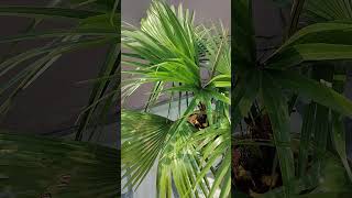 Livistona chinensis Plant garden nature viral trending shorts 💚💚 [upl. by Anived693]