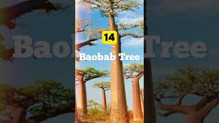 20 Extraordinary Trees That Will Leave You in Awe [upl. by Sirrap443]