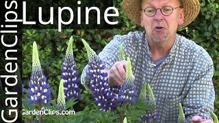 Lupine  Lupinus species  How to grow Lupines lupine [upl. by Eirahs]