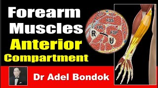 How Do You Remember Every Muscle in the Forearm Anterior Compartment Dr Adel Bondok [upl. by Airenahs]