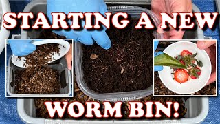 How I Start A New Worm Bin amp 6 Day Check In  Vermicompost Worm Farm [upl. by Ruhl]