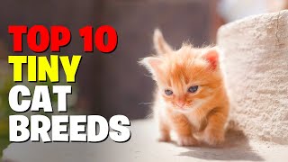 10 Tiny Cat Breeds That Forever Looks Like Adorable Kittens [upl. by Dhar]