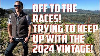 Napa Valleys 2024 Vintage is hard to keep up with [upl. by Ibbie]