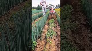 Drainage ditch making process for green onion field [upl. by Lalise]