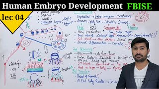 Human development class 12  Development of embryo in human by irtisams biology [upl. by Amalea]