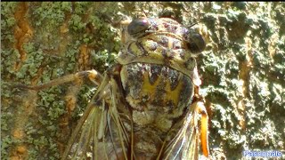 Les cigales filmées et leurs magnifiques chants dans la garrigue en Provence [upl. by Nodnar]