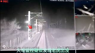 A train almost hit a Siberian tiger in Heilongjiang province NE China [upl. by Lebar88]