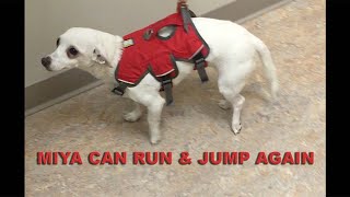 Dog Weak Wobbly Ataxic Gait Resolved Fully [upl. by Wooster]