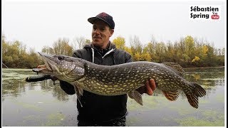 Pêcher le brochet en surface en automne cest possible [upl. by Ecnarret]