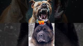 Bull dog VS Wolf dog  Kangal VS Doberman [upl. by Perlman]