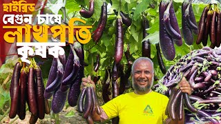 বেগুন চাষে শিক্ষণীয় ভিডিও না টেনে দেখুন বিঘায় লাভ কত খরচ কত বেগুন চাষ পদ্ধতি। Brinjal Cultivation [upl. by Cacilie]