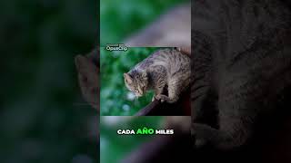 ¿Puede un gato cambiar tu vida Descubre la verdad gatosdomésticos [upl. by Ariaet]