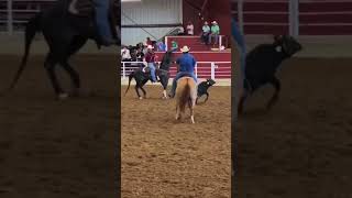 World Series of Team Roping teamroping shorts [upl. by Bartosch]