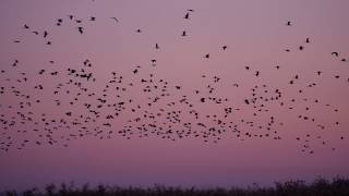 Massive number of Glossy Ibises leaving their night roost [upl. by Okier]