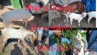 Bhains Colony Bakra Mandi Latest update  10012024 [upl. by Adnilemreh300]