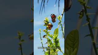 The Epic Migration of the Monarch Butterfly A 60Second Story wildlife shortsvideo facts shorts [upl. by Ihteerp75]