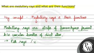 What are medullary rays and what are their functions [upl. by Suinotna457]