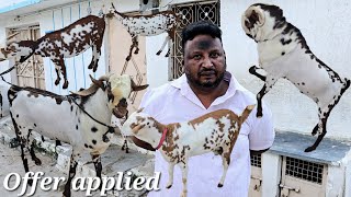 Offer wale bakriya available in Hyderabad at Ali bhai bouncer farm  Barbari goats in bandlaguda [upl. by Ainex]