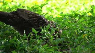 Mama Chicken checking her chicks [upl. by Laughlin]