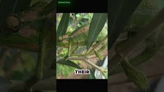 Amazing Facts About the Chameleon facts chameleon animals [upl. by Tnirb]