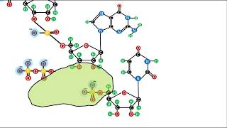 Bioquímica  Ácidos Nucleicos  El enlace fosfodiéster [upl. by Davin]