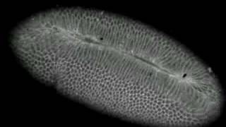 Drosophila gastrulationventral furrow formation [upl. by Anelak6]