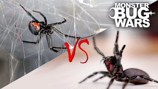 Spider vs Spider Showdowns 15  MONSTER BUG WARS [upl. by Ronnholm]