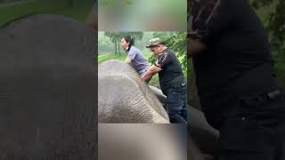 Baby हाथी 🐘 ने apni मां के liye कुछ ऐसा kardiya जिससे rescue team को भी रोने पे मजबूर होना pada🥹😊 [upl. by Yborian]