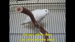 Bird  White Dove great pet [upl. by Esila]