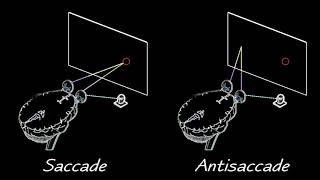 SaccadeAntisaccade [upl. by Lionel]