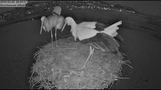 Storchennest Alfeld Leine  Auch am Abend wieder schwere Nestkämpfe  09032024 [upl. by Iem]