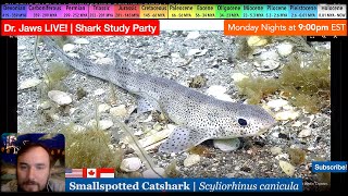 Dr Jaws LIVE 94 Smallspotted Catshark Study Party [upl. by Hanad765]