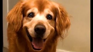 The Worlds Happiest Dog 😍  FUNNIEST Pets Of The Month [upl. by Bertha196]