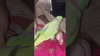 Mummy vs Parrot 🤣shorts parrot talkingparrot viralvideo shots youtubeshorts [upl. by Eriha]