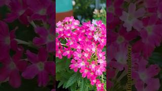 Beautiful natural flowersflowers roseflowergarden nature shortstradingviralyoutubeshorts 1m [upl. by Ydahs326]