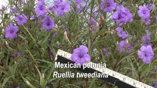 Mexican petunia Ruellia brittoniana [upl. by Licna]