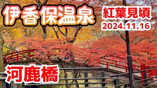 【群馬県 伊香保温泉】紅く染まった河鹿橋は圧巻。温泉街のもみじもサイコー 穴場紅葉スポットも紹介します。＃群馬県 ＃渋川市 伊香保温泉 紅葉2024 [upl. by Levram]