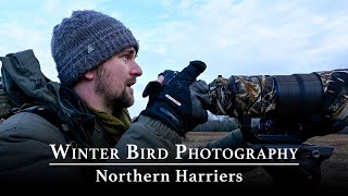 Winter Bird Photography Photographing Northern Harriers  Nikon Z9 [upl. by Aitnom]