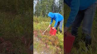 lingonberry cowberry cranberry berries fruit harvesting [upl. by Norvil]