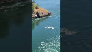 Orcas passing under the Deception Pass bridge in Washington [upl. by Nedmac]