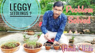 Leggy Seedlings Problem Aise Solve Kar Sakte Hai  Hindi  Urdu [upl. by Agneta]